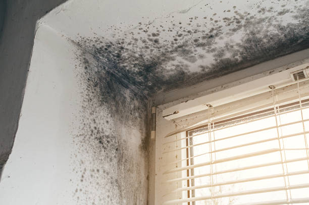 Affordable Hvac And Air Duct Mold Remediation solutions in McBain, MI
